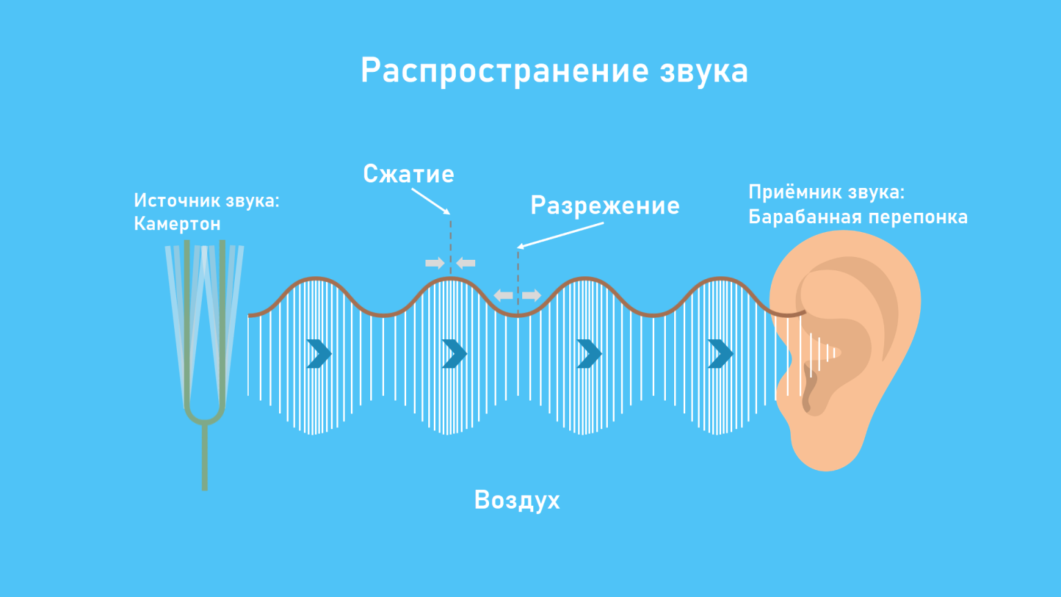 Звуковая волна (звук): что это такое, скорость, свойства, характеристики